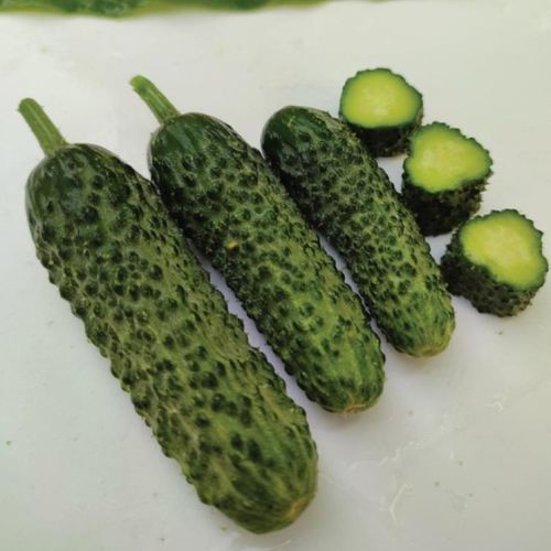 绿色黄瓜种子 - MRC 1074 - Manier Seeds - 圆柱
