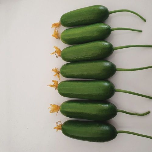 秋季黄瓜种子 - MRC 9003 - Manier Seeds - 大棚栽培 / 绿色