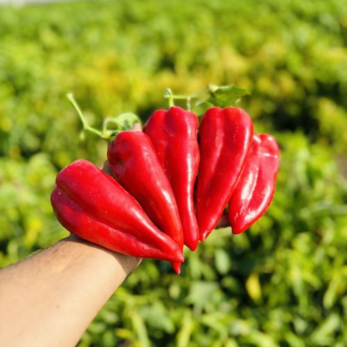红色菜椒种子 - NEFES - Manier Seeds - 绿色