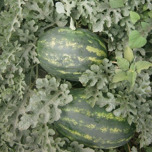 半早熟西瓜种子 - ORKA - Manier Seeds - 红色 / 绿色