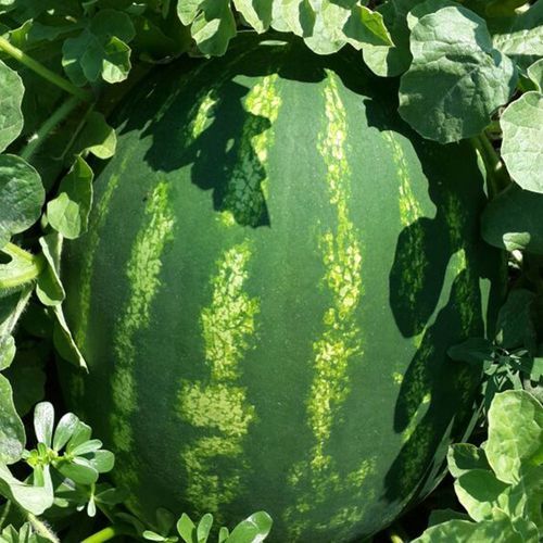 半早熟西瓜种子 - ATAKAN - Manier Seeds - 红色 / 绿色