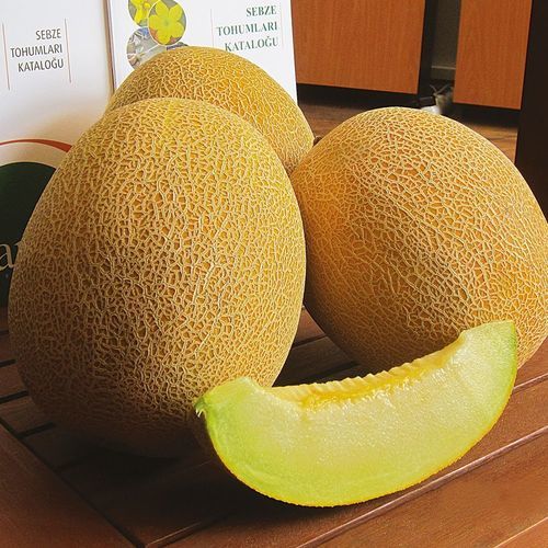 早熟甜瓜种子 - ŞIRA - Manier Seeds - 黄色