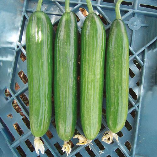 半早熟黄瓜种子 - AGNES - Manier Seeds - 冬季 / 春季 / 秋季