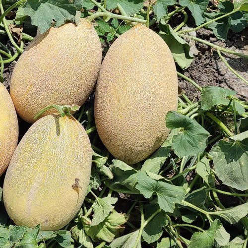 早熟甜瓜种子 - GİZEM - Manier Seeds - 混合动力 / 大棚栽培 / 黄色