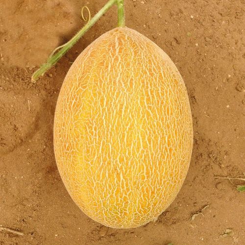 黄色甜瓜种子 - SERİN - Manier Seeds