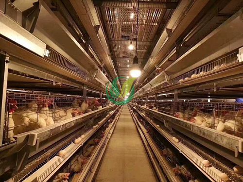 笼子肉鸡饲养系统 - Chengdu Shengxing Poultry Machinery Co., Ltd.