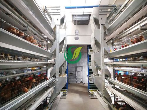 链条自动喂料系统 - Chengdu Shengxing Poultry Machinery Co., Ltd. - 家禽
