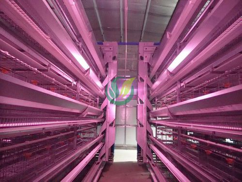 螺旋自动喂料系统 - Chengdu Shengxing Poultry Machinery Co., Ltd. - 家禽
