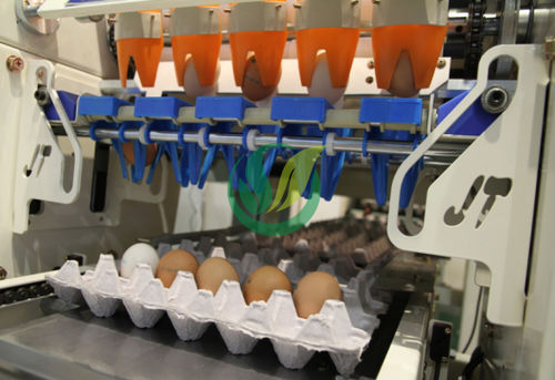 鸡蛋包装机 - Chengdu Shengxing Poultry Machinery Co., Ltd. - 自动