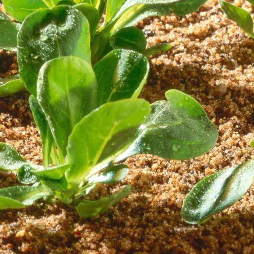粗砂种植基质 - Canons  - Mineravi - 袋装 / 细粒
