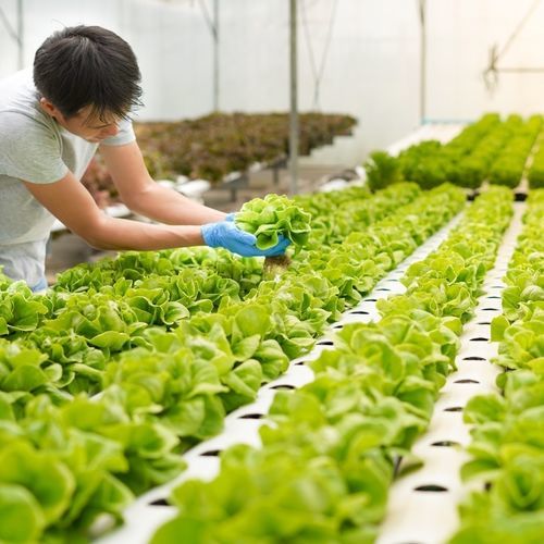 水培种植基质 - Mineravi - 椰树纤维 / 稻糠 / 袋装