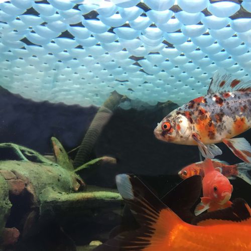 防蒸发浮顶 - Fish Pond cover ball - Euro-Matic - 用于泻湖 / 用于肥料罐 / 塑料