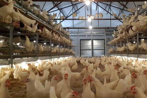 鸡禽舍系统 - Lowmax Aviary - POTTERS POULTRY LTD - 多层 / 带窝