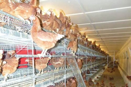 鸡禽舍系统 - Compact Aviary - POTTERS POULTRY LTD - 多层