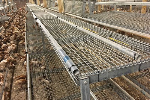 禽舍雏鸡饲养系统 - Avijump - POTTERS POULTRY LTD - 多层