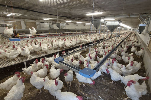槽型自动喂料系统 - Konvey - POTTERS POULTRY LTD - 链条 / 带式 / 家禽