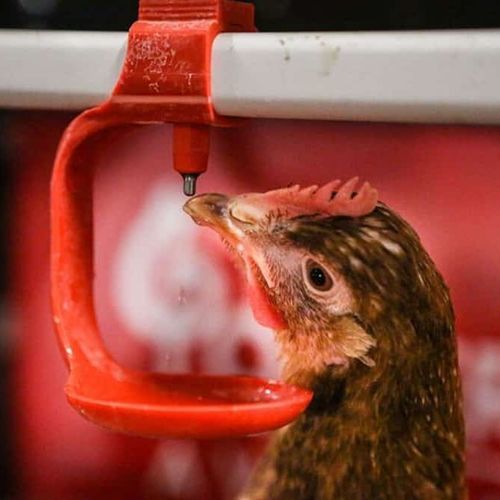 乳头式饮水器 - POTTERS POULTRY LTD - 禽类 / 钟形 / 自动