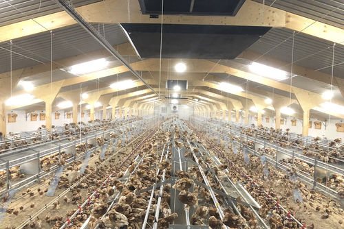 禽舍雏鸡饲养系统 - Premium - POTTERS POULTRY LTD - 多层