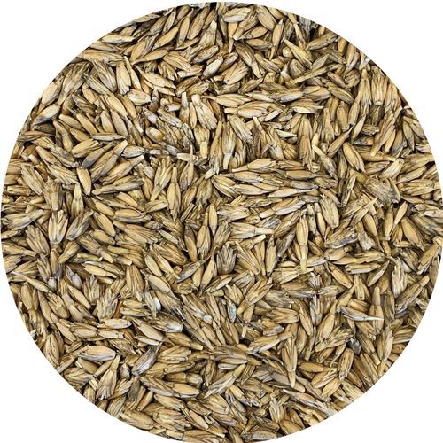 谷物双粒小麦种子 - Triticum Spelta - Gruppo Carli - 青贮 / 生物