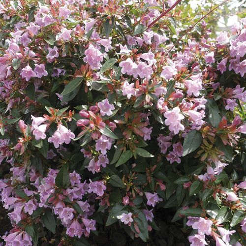 花圃花灌木 - EDOUARD GOUCHER - Graines Voltz - Voltz Horticulture - 盆栽 / 粉红花