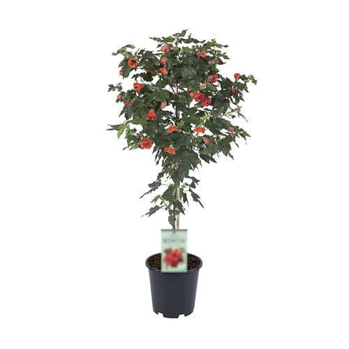盆栽花灌木 - TIGE RED - Graines Voltz - Voltz Horticulture - 红花