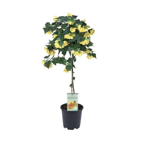 盆栽花灌木 - TIGE YELLOW - Graines Voltz - Voltz Horticulture - 黄花