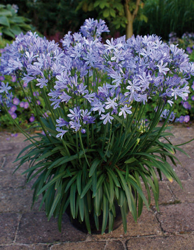多年生花卉植物 - CHARLOTTE® - Graines Voltz - Voltz Horticulture - 紫色 / 蓝色 / 用于花园