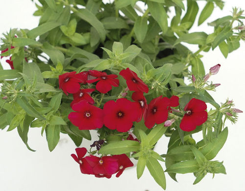 一年生花种子 - GISELE® - Graines Voltz - Voltz Horticulture - 红色 / 白色 / 粉色
