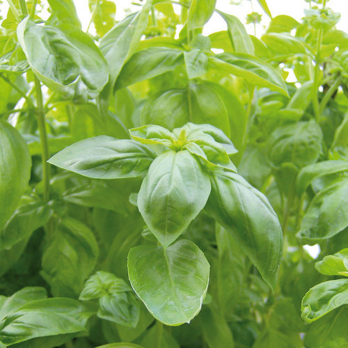 夏季罗勒种子 - GRAND VERT BAVIRES - Graines Voltz - Voltz Horticulture