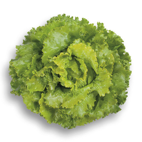 一年生生菜种子 - DECISION RZ - Graines Voltz - Voltz Horticulture - 花叶病抗性 / 防抽苔