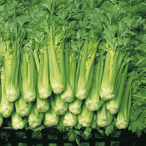 春季水芹种子 - LINO - Graines Voltz - Voltz Horticulture