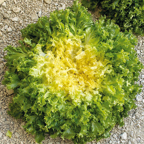 早熟菊苣种子 - DOMARI - Graines Voltz - Voltz Horticulture - 花叶病抗性 / 春季 / 防抽苔