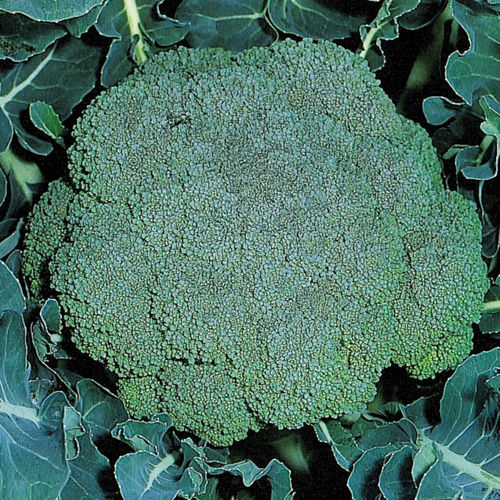 夏季西兰花种子 - MARATHON F1 - Graines Voltz - Voltz Horticulture - 混合动力