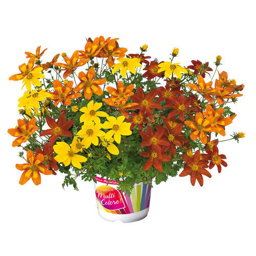 一年生花种子 - TRIO SUNFIRE - Graines Voltz - Voltz Horticulture - 混色 / 用于花园 / 混合