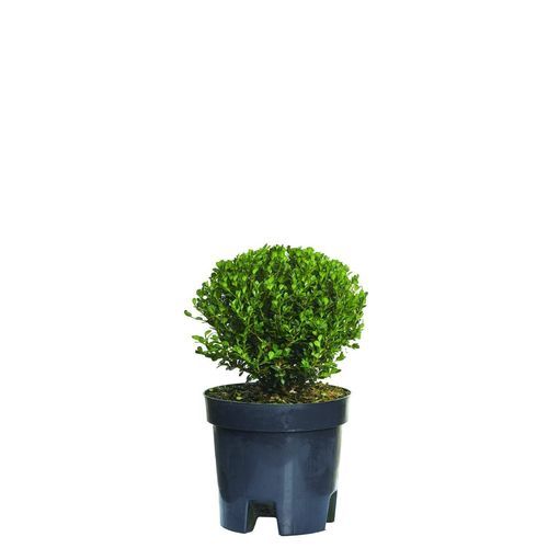 盆栽灌木 - Buxus - Vivai Piante GIEFFE Soc. agr. semplice - 用于树篱 / 白花