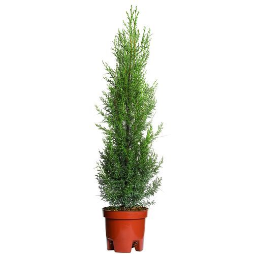 松类阔叶树 - Cupressus - Vivai Piante GIEFFE Soc. agr. semplice