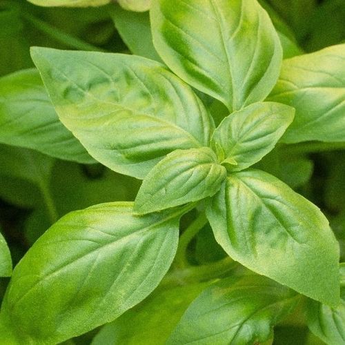 生物罗勒种子 - 15301 - MSL GmbH & Co. KG