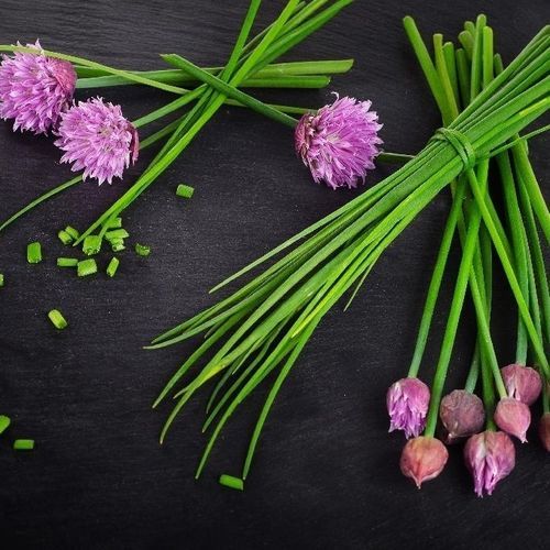 生物小葱种子 - 15313 - MSL GmbH & Co. KG