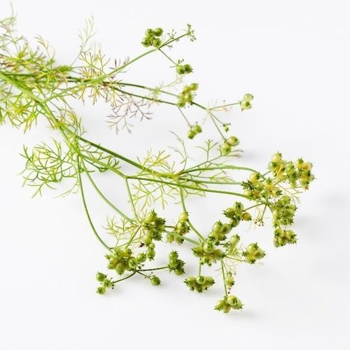 生物香菜种子 - 15307 - MSL GmbH & Co. KG