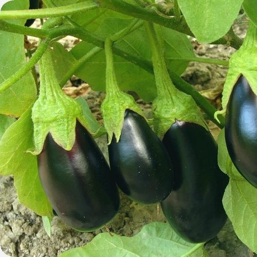 夏季茄子种子 - Black Beauty - MSL GmbH & Co. KG