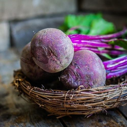 食用甜菜种子 - Chioggia - MSL GmbH & Co. KG - 红色 / 生物 / 白色