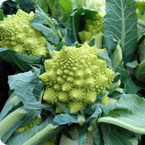 生物花椰菜种子 - Romanesco - MSL GmbH & Co. KG