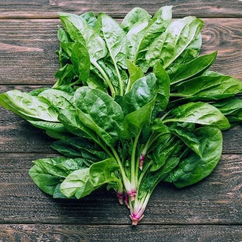 冬季菠菜种子 - Giant - MSL GmbH & Co. KG - 生物