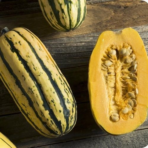 生物南瓜种子 - Delicata - MSL GmbH & Co. KG
