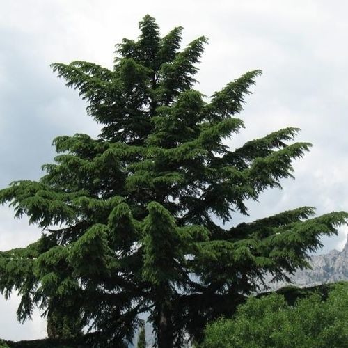 松类阔叶树 - Indian Cedar - MSL GmbH & Co. KG