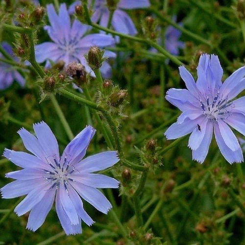 早熟菊苣种子 - 15222 - MSL GmbH & Co. KG - 多年生