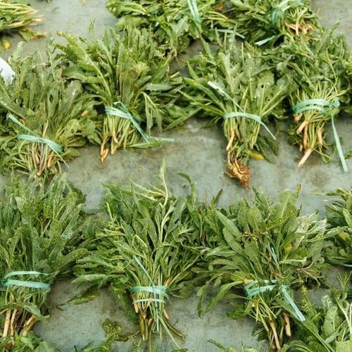 多年生野芝麻菜种子 - 18732 - MSL GmbH & Co. KG - 生物