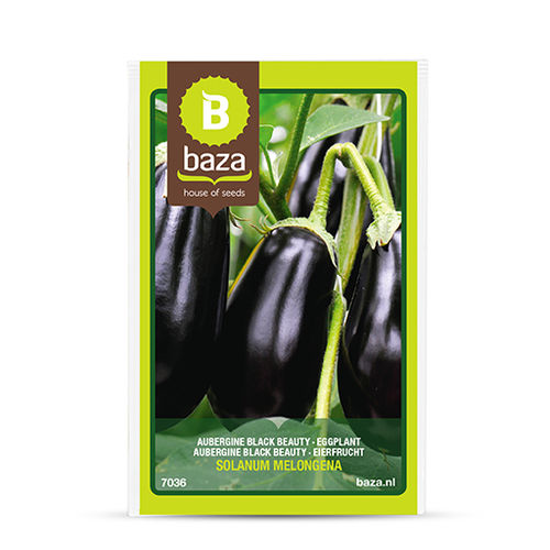 早熟茄子种子 - 7036 - BAZA Seeds Holland b.v.