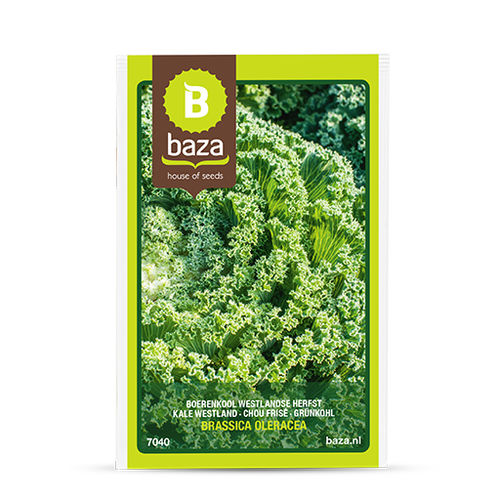 秋季卷心菜种子 - 7040 - BAZA Seeds Holland b.v.