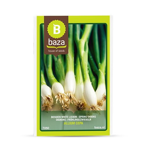 春季洋葱种子 - 7050 - BAZA Seeds Holland b.v.
